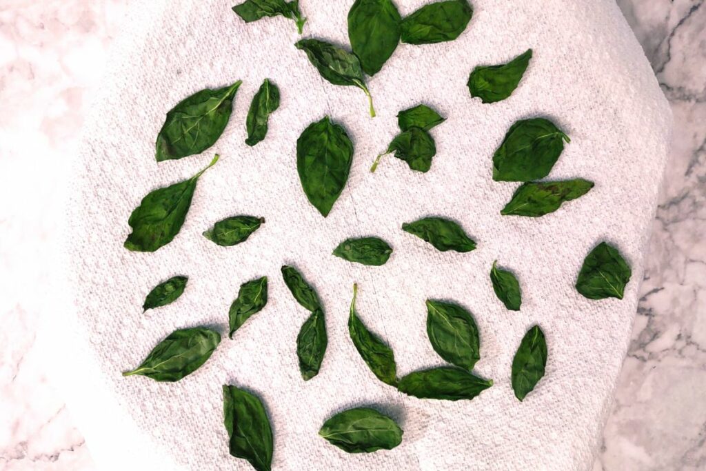 basil leaves are dried in the microwave when they are crispy to touch