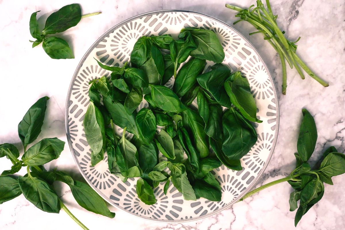 How to Dry Fresh Basil in the Air Fryer Quick Dehydration Dinners