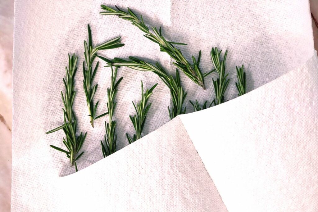 cover fresh rosemary sprigs with a second paper towel