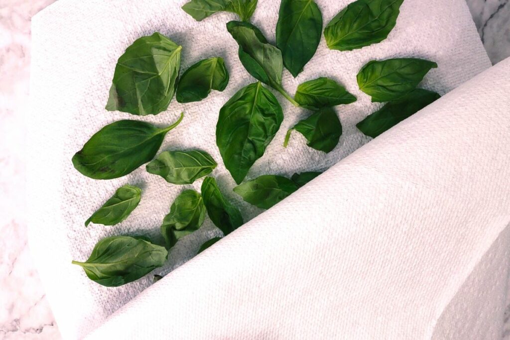 cover the fresh basil leaves with a second paper towel