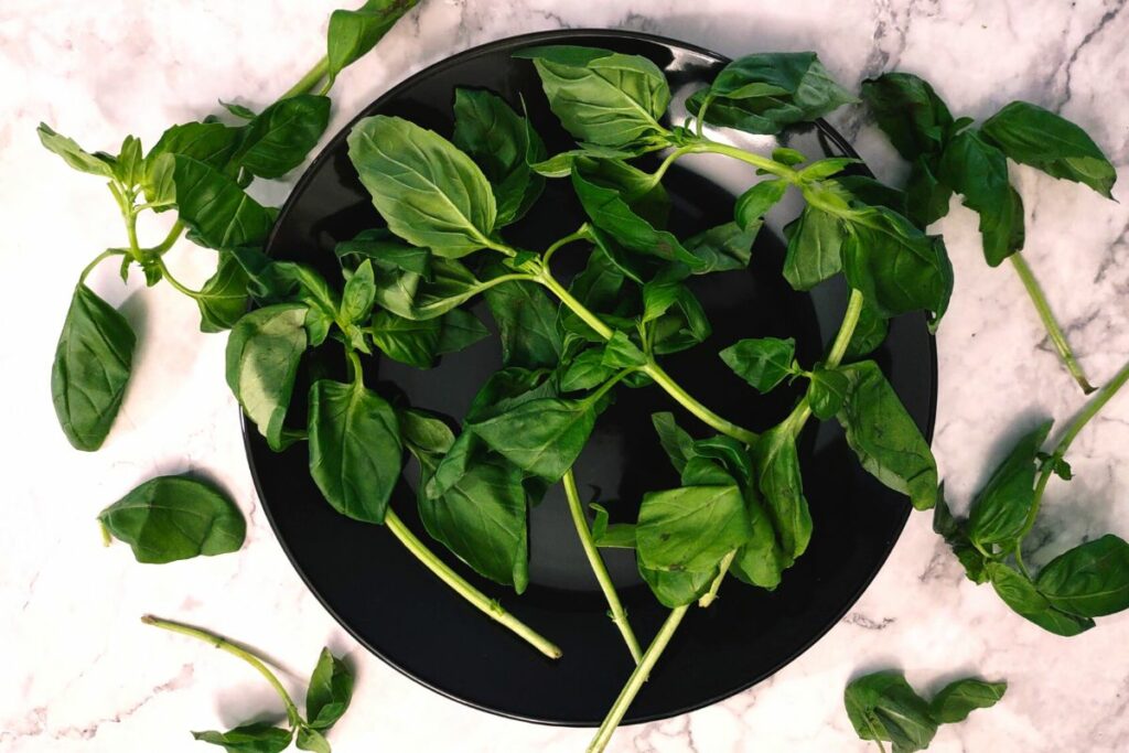 fresh basil leaves and stems on a plate