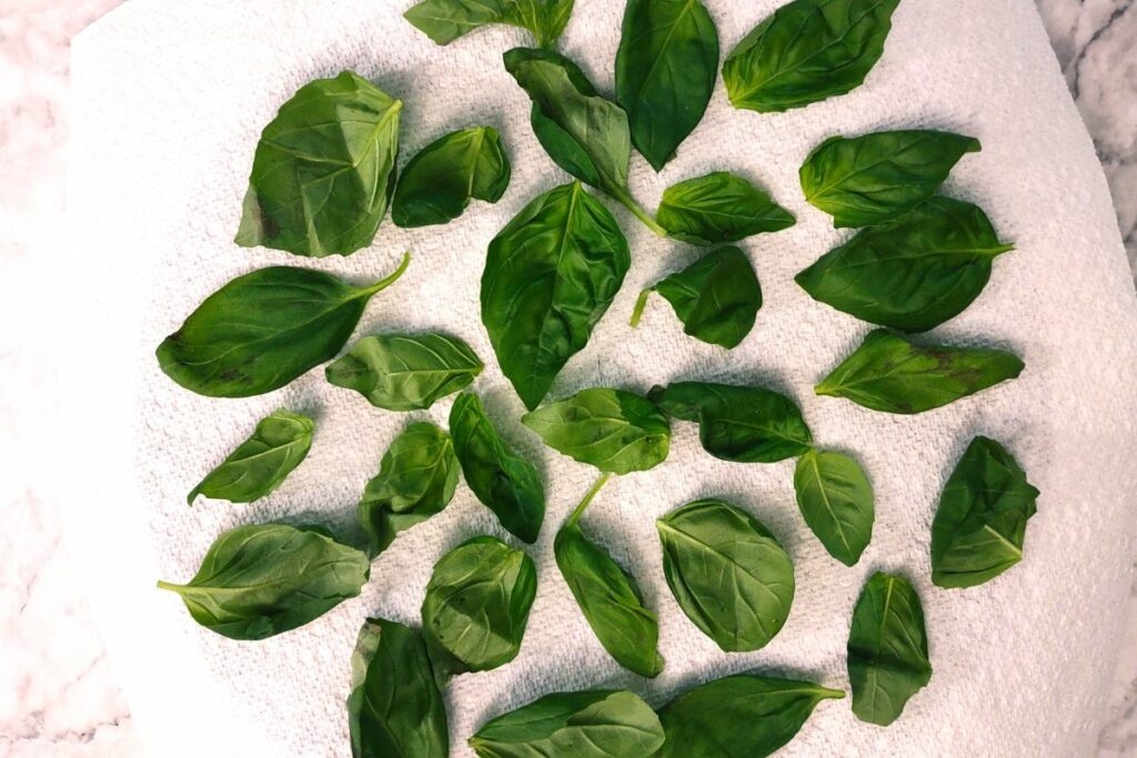 lay fresh basil leaves on a paper towel