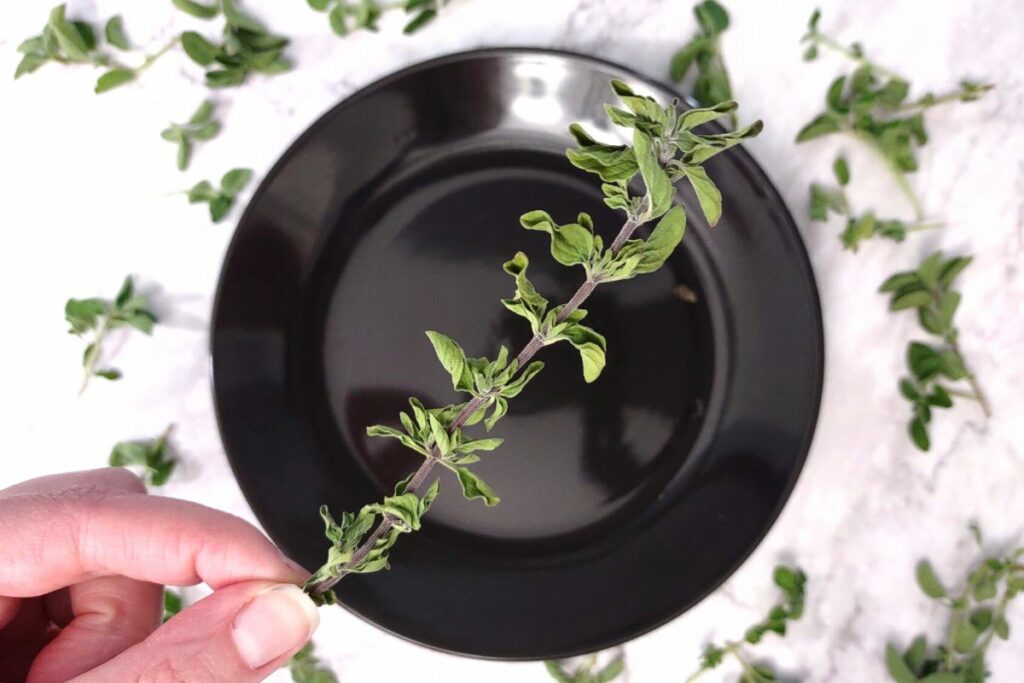 remove dried oregano leaves from the stem by holding at the base and moving your hand up