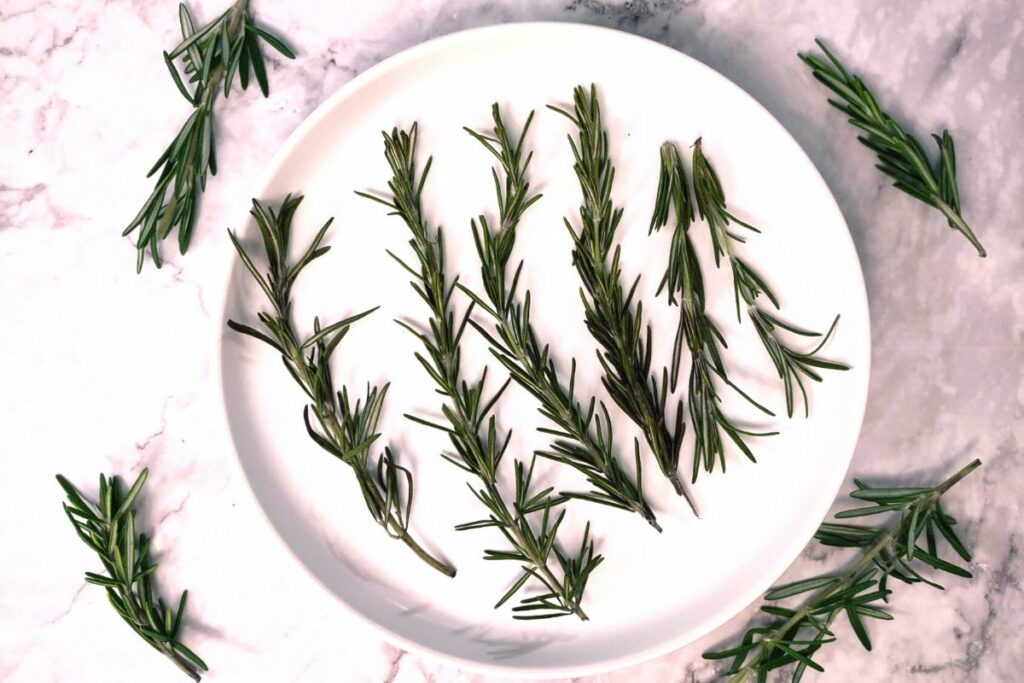 rosemary is dehydrated when leaves break easy with gentle pressure