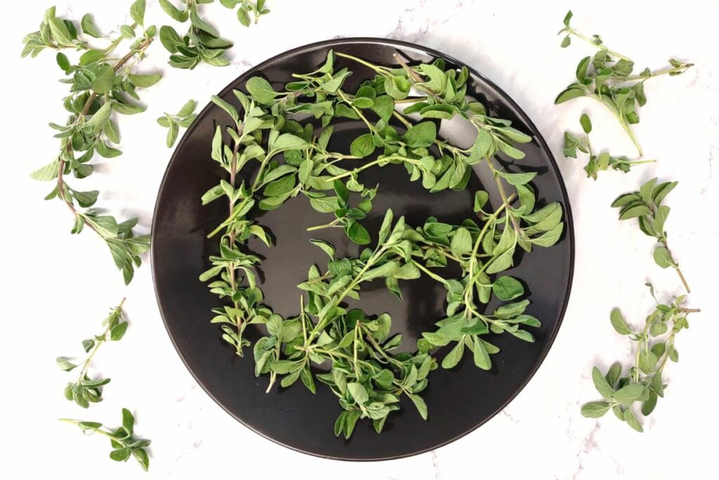 start with clean and fresh oregano on the stem