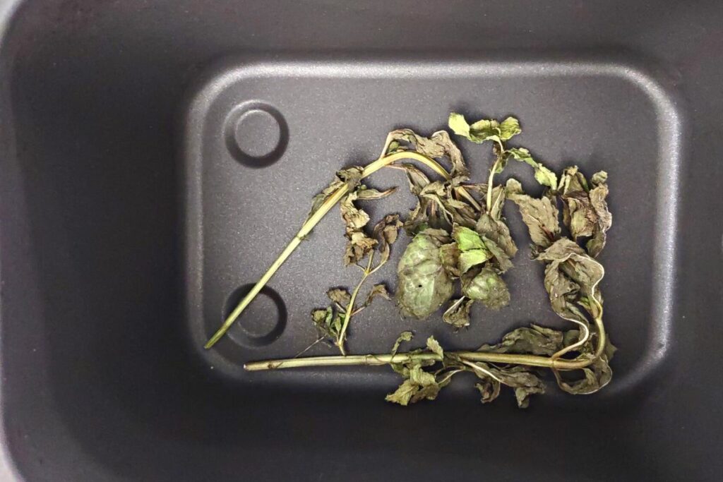 dried mint leaves in the bottom of an air fryer basket