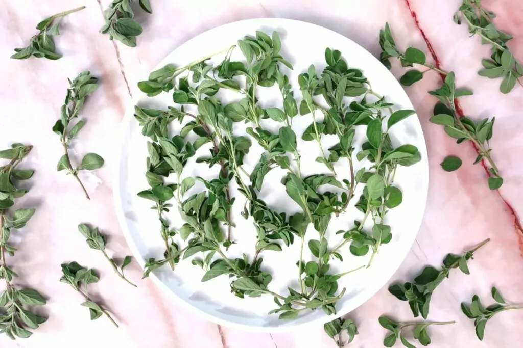 start with clean fresh oregano